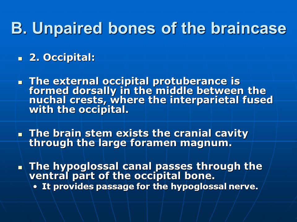 B. Unpaired bones of the braincase