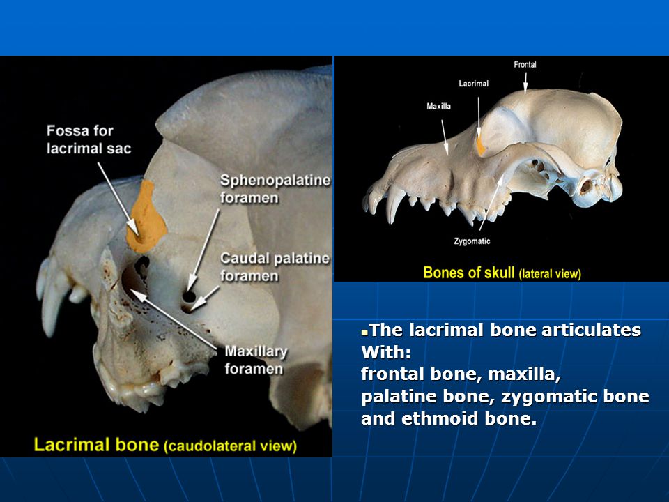 The lacrimal bone articulates
