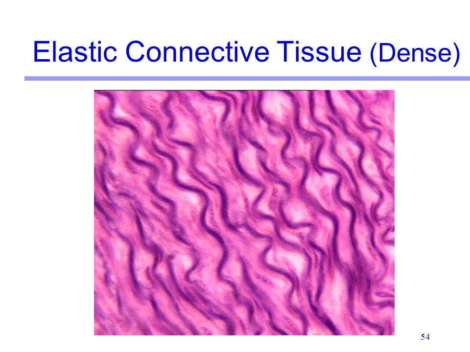 Classification of Tissues Martini Chapter 4 - ppt video online download