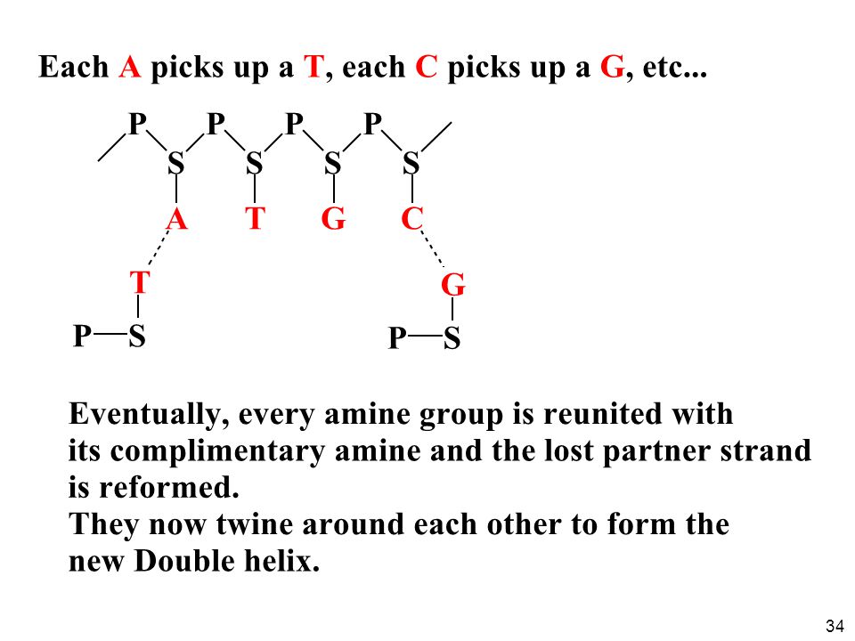 Nucleic Acids Nucleic Acids Maintain Genetic Information Ppt Download