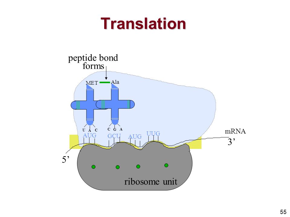 Nucleic Acids Nucleic Acids Maintain Genetic Information Ppt Download