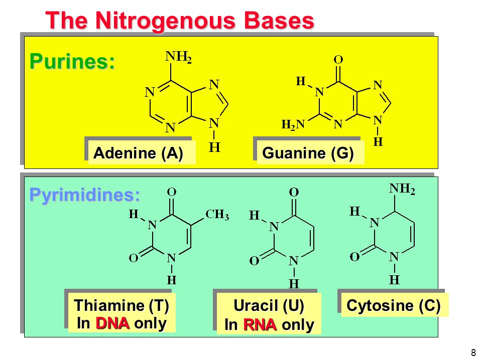 Nucleic Acids Nucleic Acids Maintain Genetic Information Ppt Download
