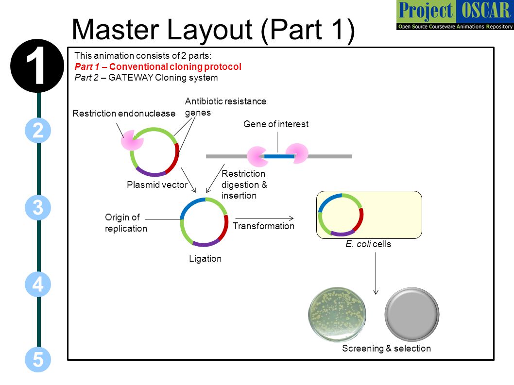 Recombinational cloning - ppt download