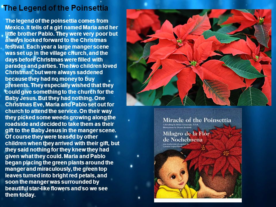 The Legend of the Poinsettia