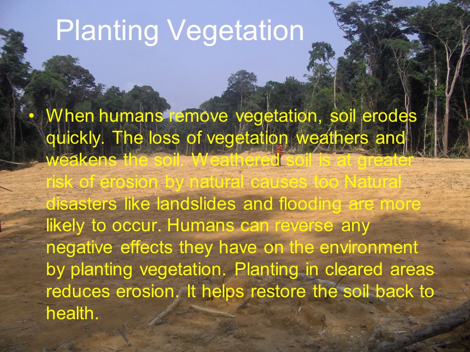 Planting Vegetation