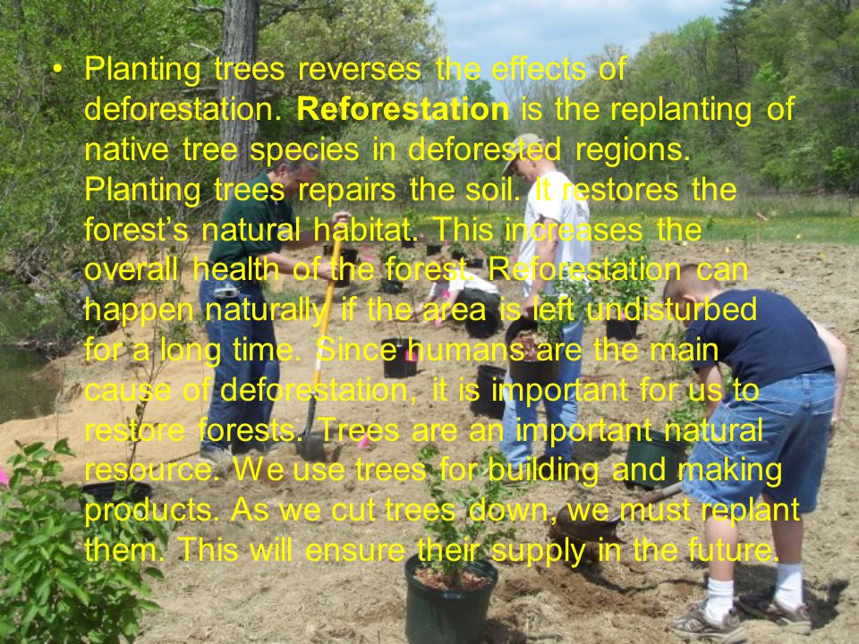 Planting trees reverses the effects of deforestation