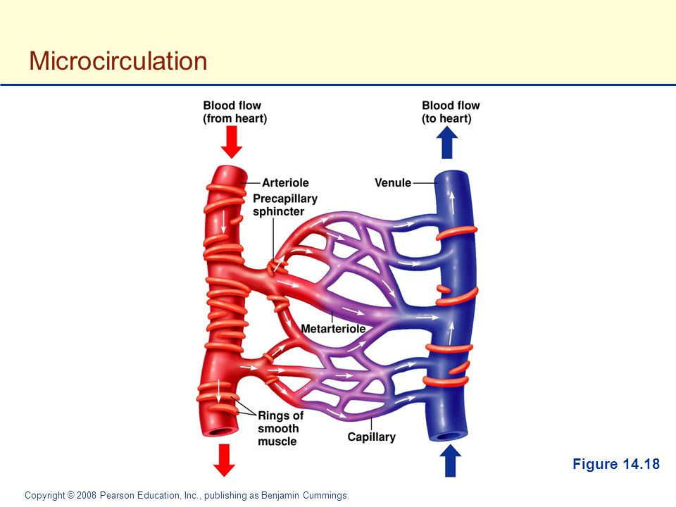 Flow and a Pressure Gradient - ppt download