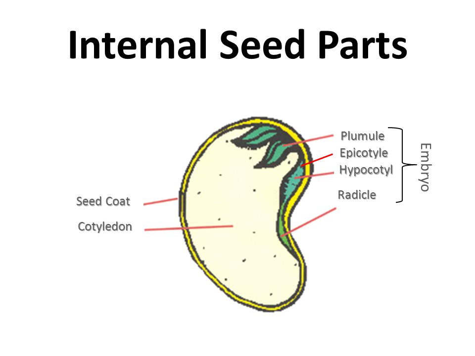 Parts Of A Seed Diagram