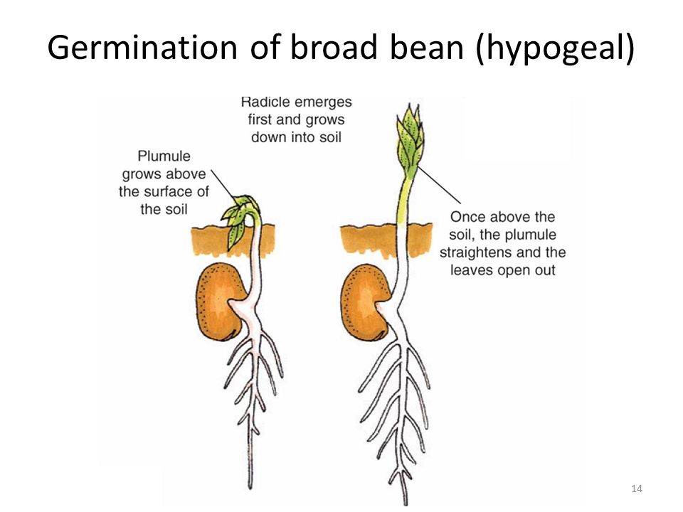 Germination of broad bean (hypogeal) .
