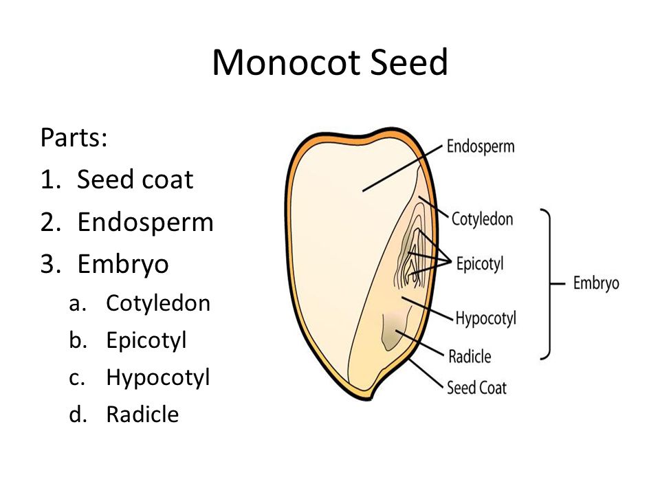 Image result for monocot embryo diagram