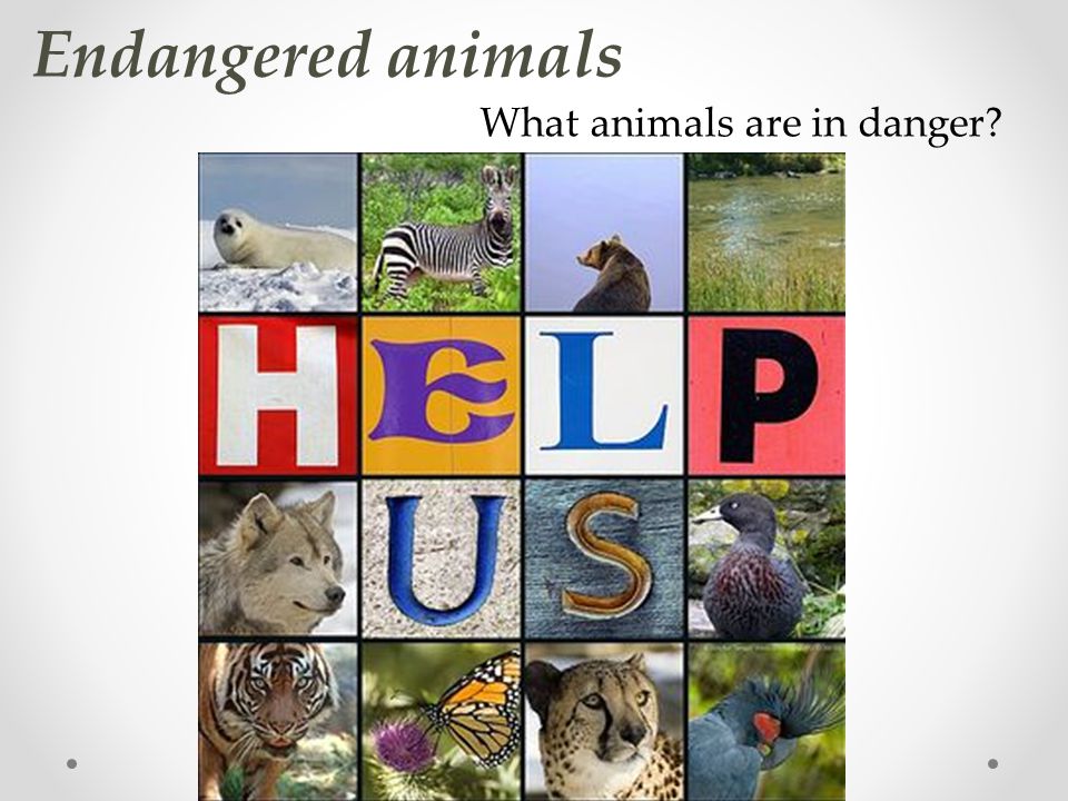 Endangered animals What animals are in danger