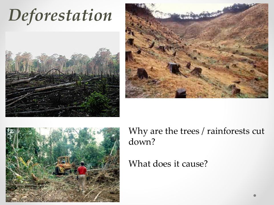 Deforestation Why are the trees / rainforests cut down