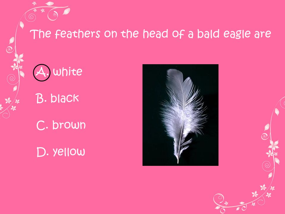 The feathers on the head of a bald eagle are
