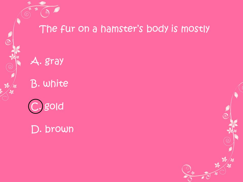 The fur on a hamster’s body is mostly
