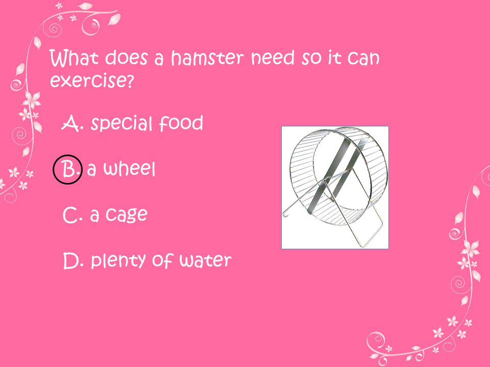 What does a hamster need so it can exercise