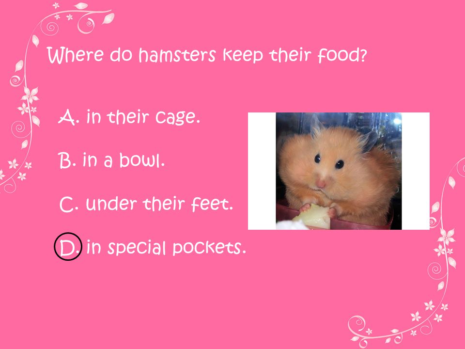 Where do hamsters keep their food