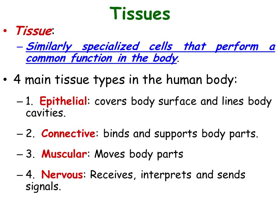 4 basic tissue types in the human body
