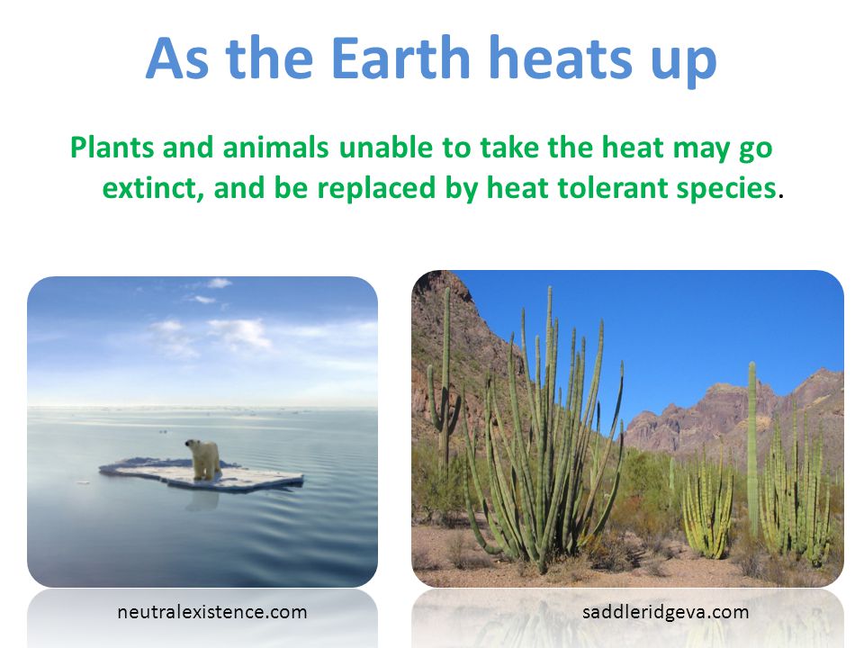 As the Earth heats up Plants and animals unable to take the heat may go extinct, and be replaced by heat tolerant species.