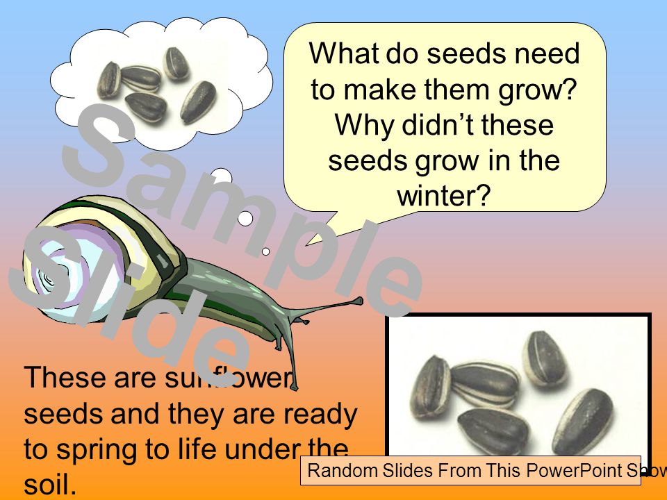 Sample Slide What do seeds need to make them grow