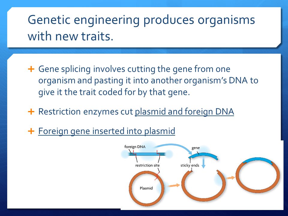 Genetic engineering produces organisms with new traits.