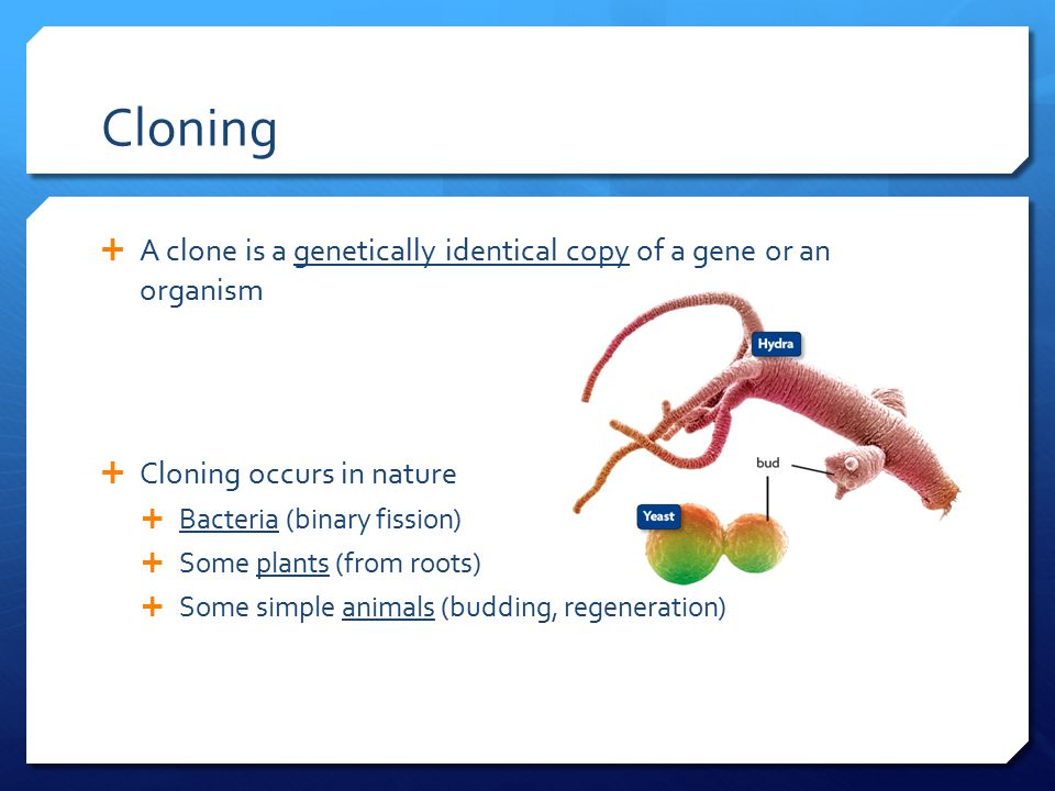 Cloning A clone is a genetically identical copy of a gene or an organism. Cloning occurs in nature.