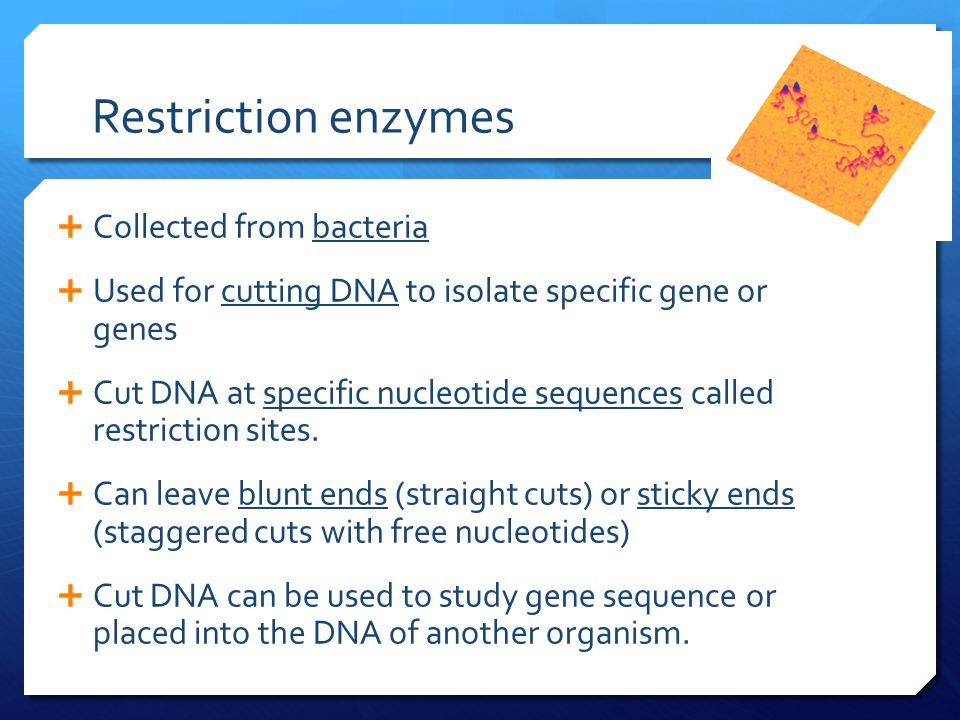 Restriction enzymes Collected from bacteria