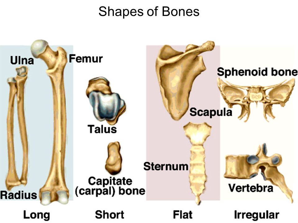 HIstology of Human bone.. structure, shapes, forms , types, functions 