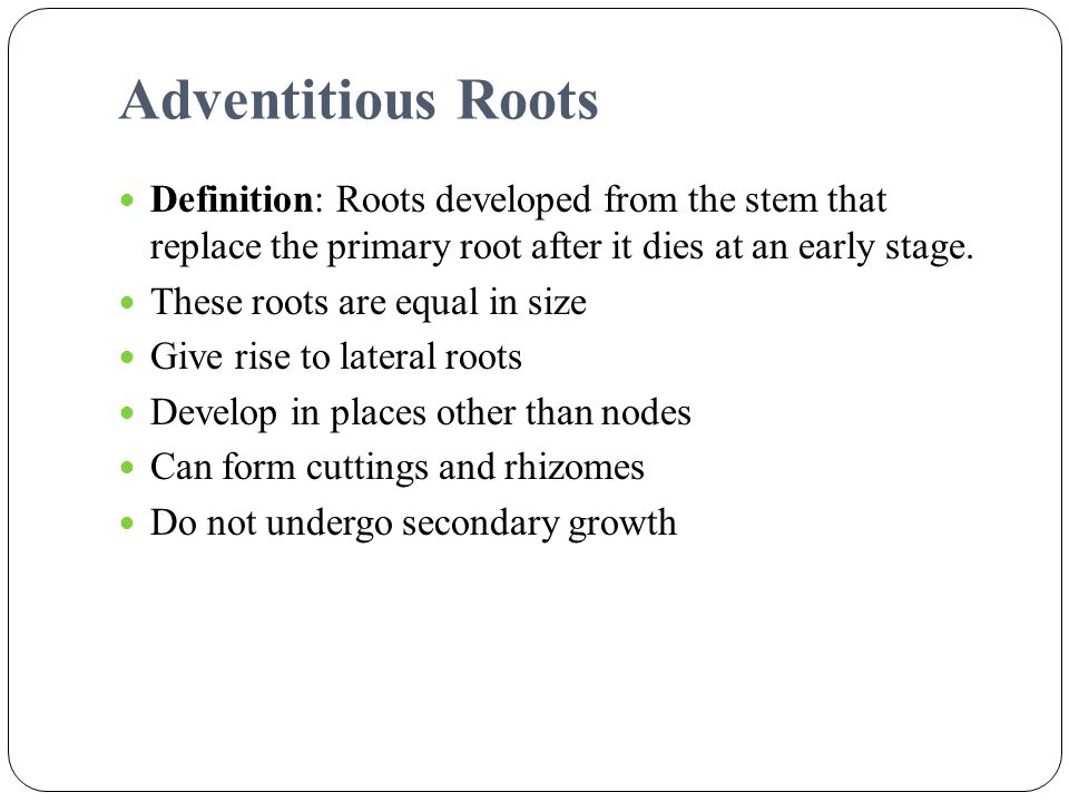 Adventitious Roots Definition: Roots developed from the stem that replace the primary root after it dies at an early stage.