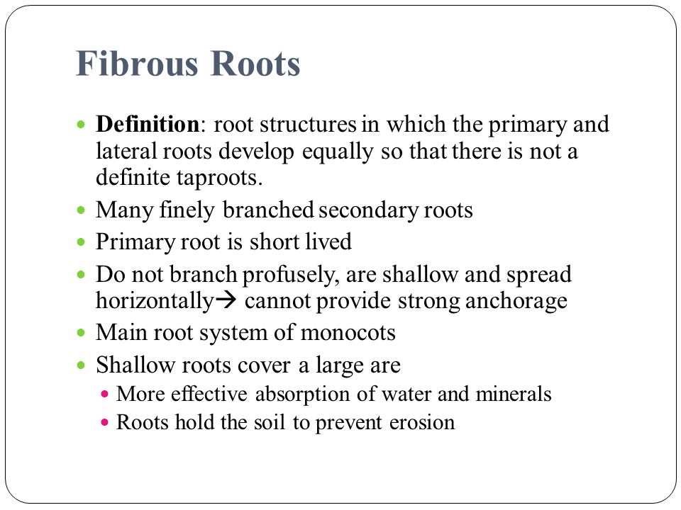 Fibrous Roots Definition: root structures in which the primary and lateral roots develop equally so that there is not a definite taproots.