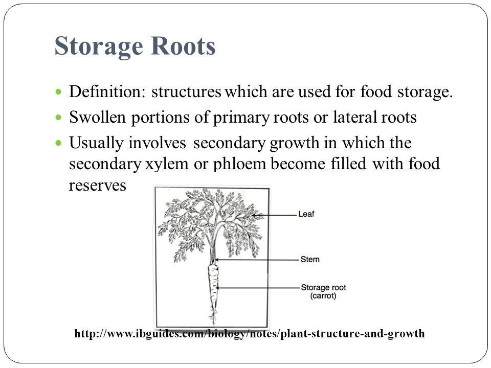 Storage Roots Definition: structures which are used for food storage.