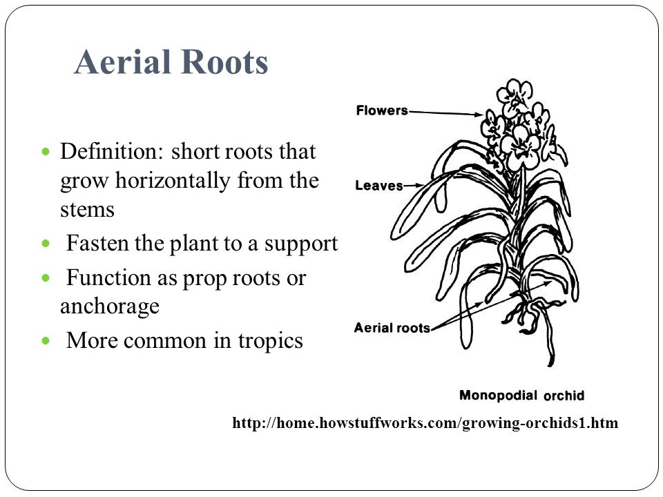 Aerial Roots Definition: short roots that grow horizontally from the stems. Fasten the plant to a support.