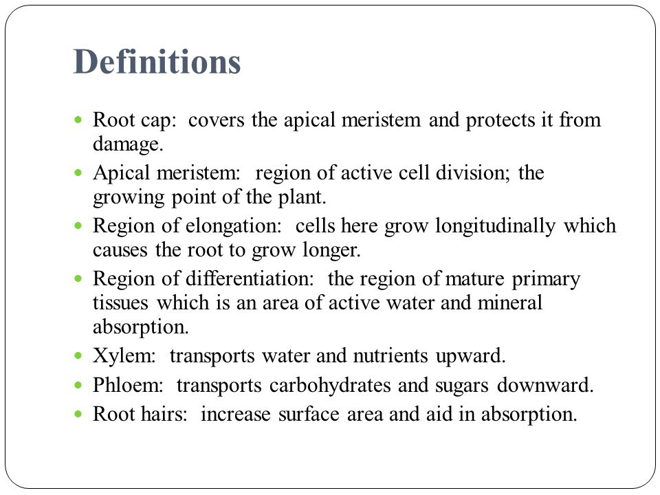 Definitions Root cap: covers the apical meristem and protects it from damage.