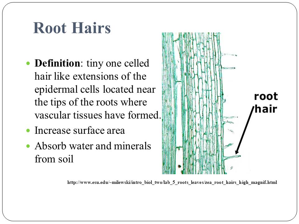 Root Hairs