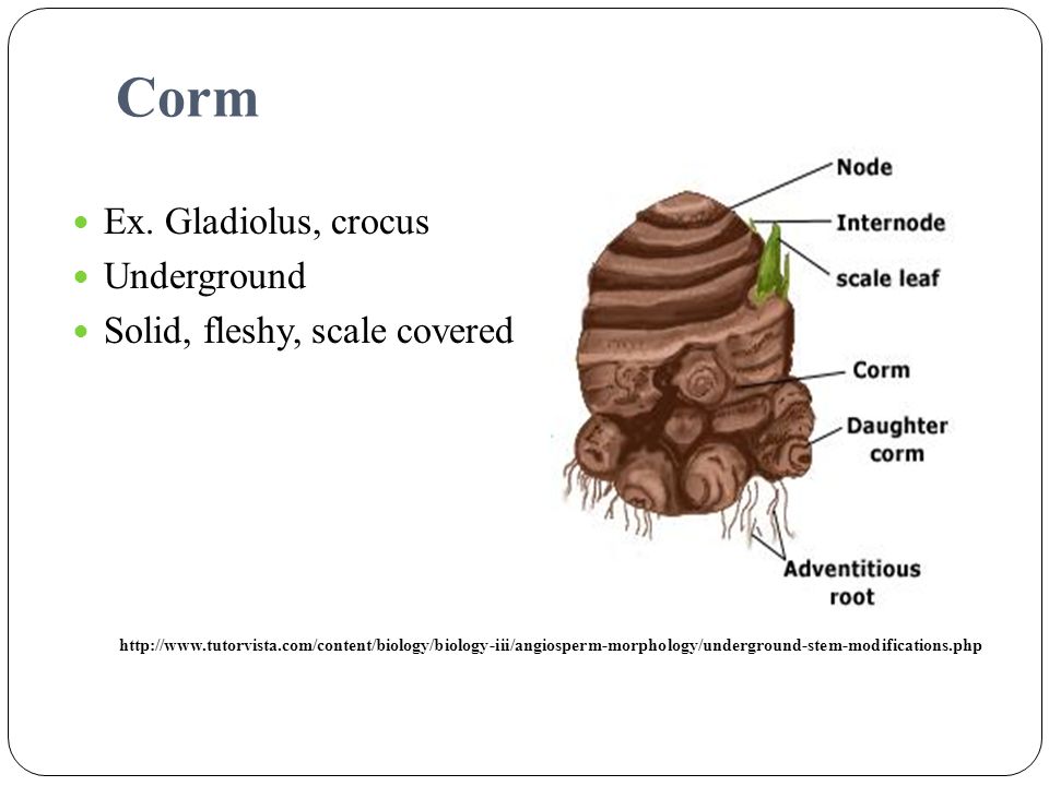 Corm Ex. Gladiolus, crocus Underground Solid, fleshy, scale covered