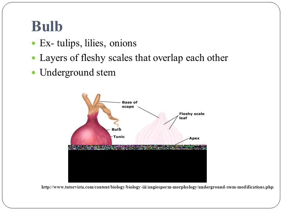 Bulb Ex- tulips, lilies, onions