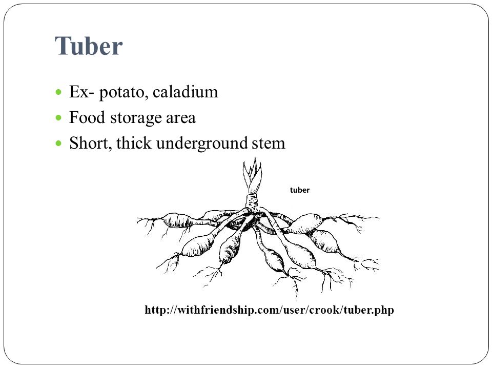 Tuber Ex- potato, caladium Food storage area