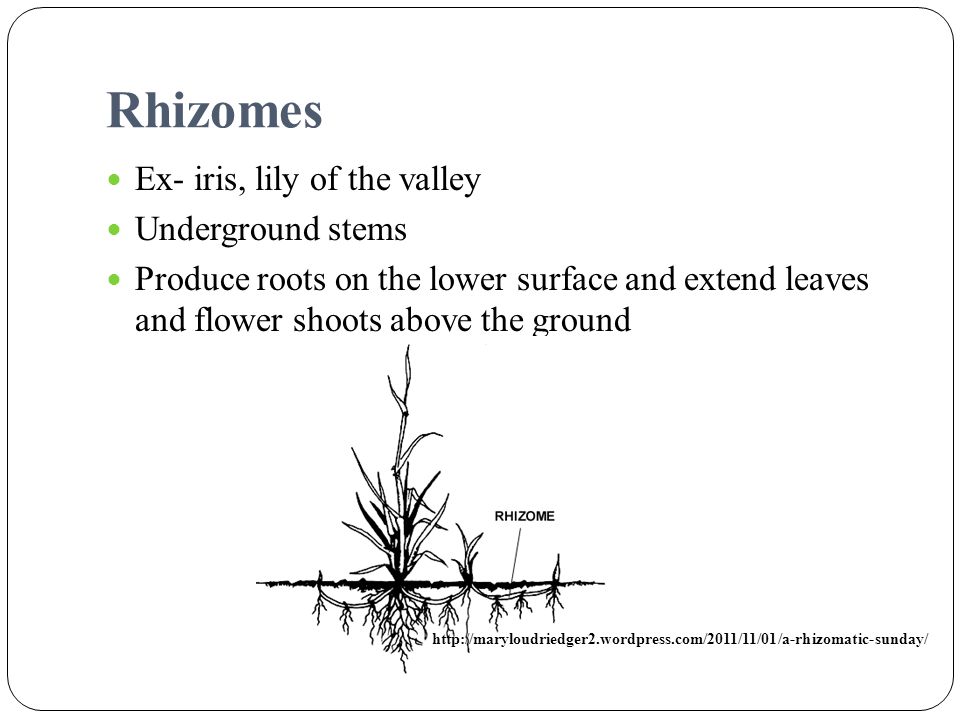 Rhizomes Ex- iris, lily of the valley Underground stems