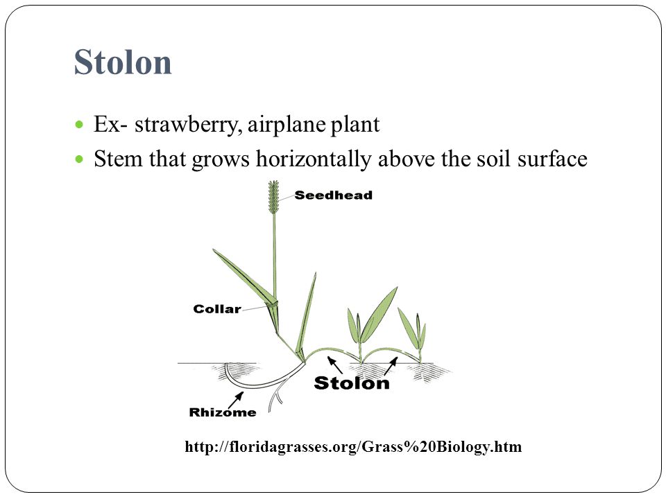 Stolon Ex- strawberry, airplane plant