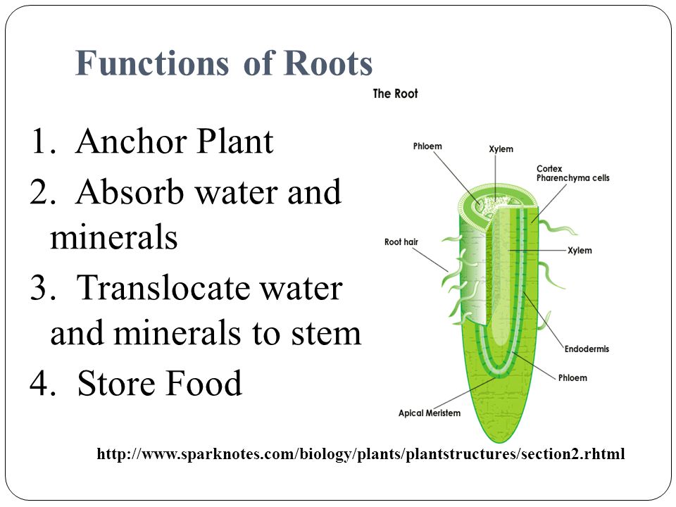Functions of Roots 1. Anchor Plant 2. Absorb water and minerals 3. Translocate water and minerals to stem 4. Store Food