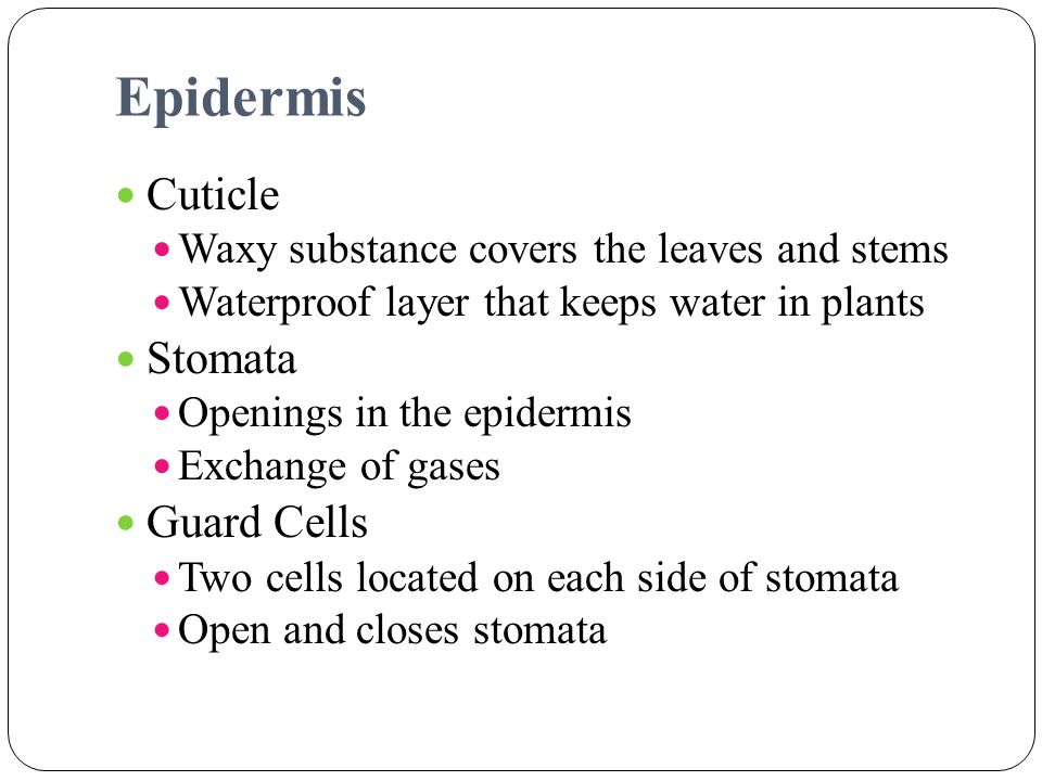 Epidermis Cuticle Stomata Guard Cells