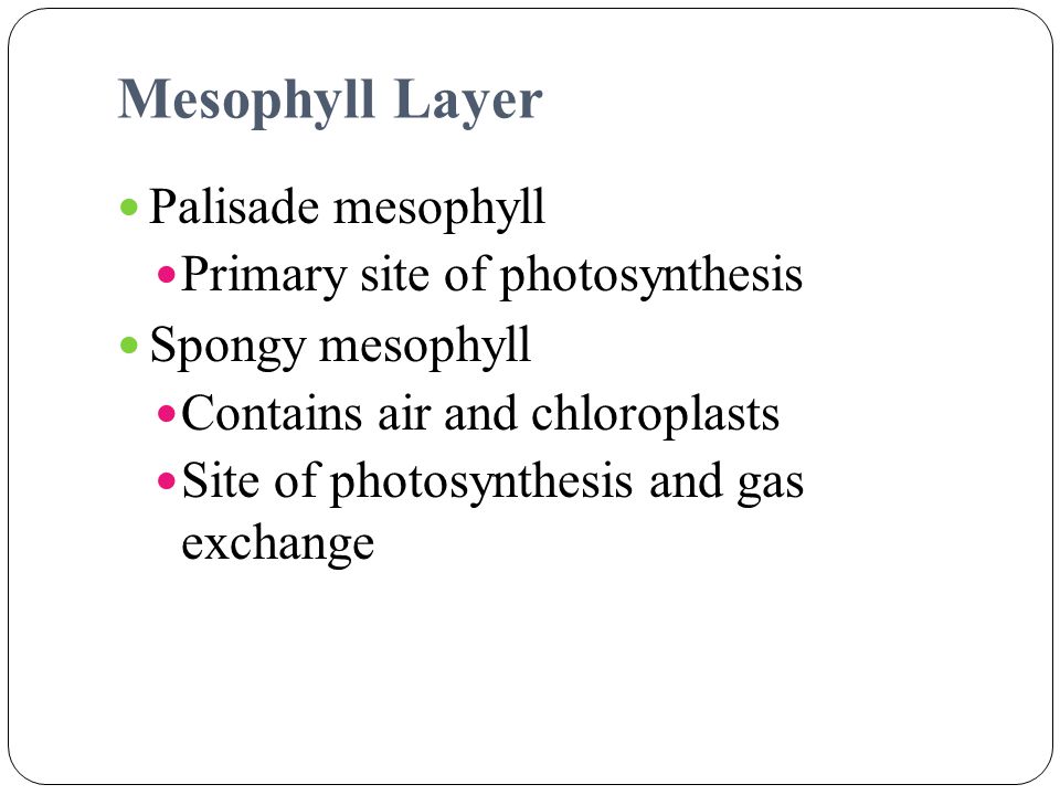 Mesophyll Layer Palisade mesophyll Primary site of photosynthesis