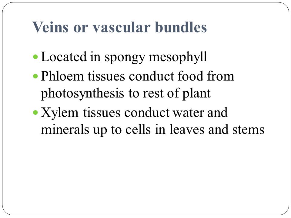 Veins or vascular bundles