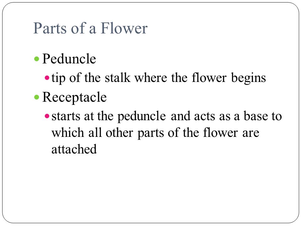 Parts of a Flower Peduncle Receptacle