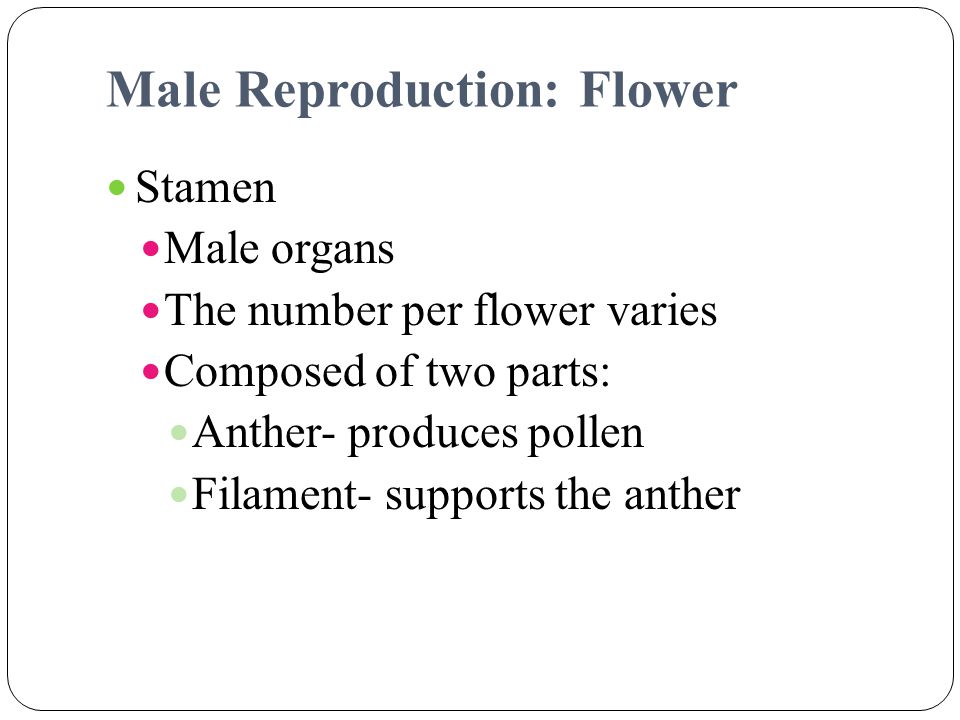 Male Reproduction: Flower