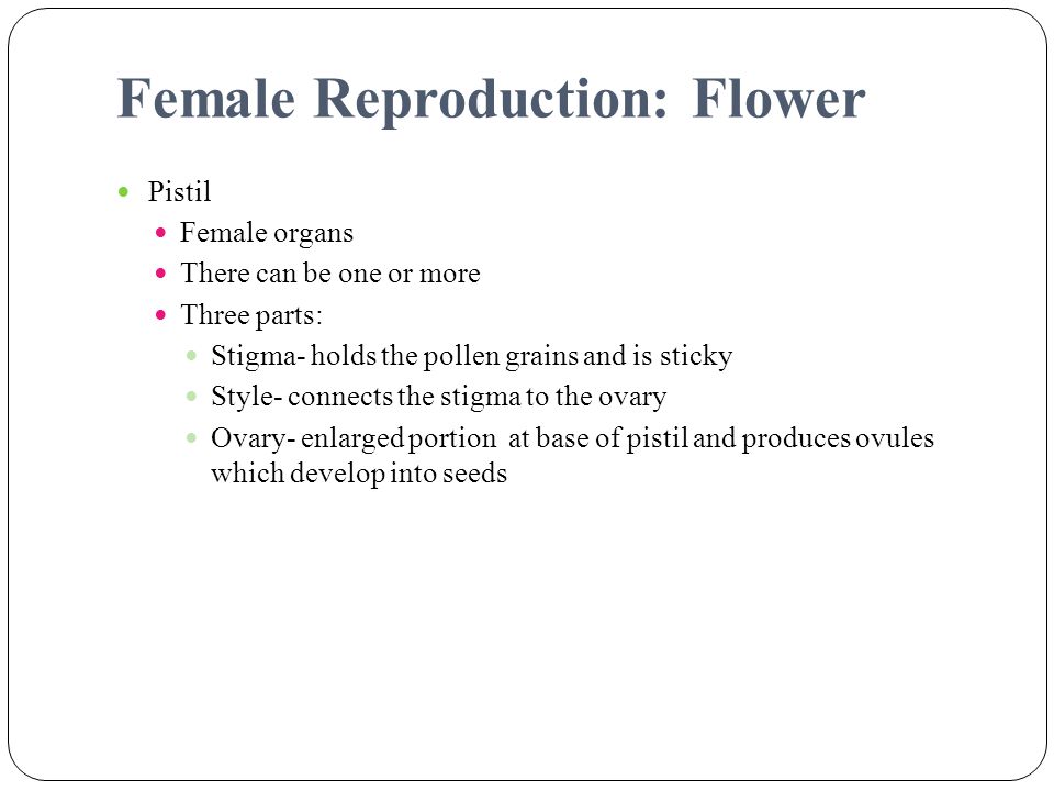 Female Reproduction: Flower