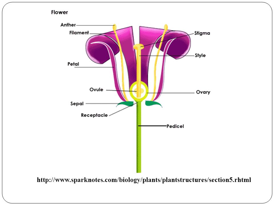 The peduncle is the tip of the stalk where the flower begins