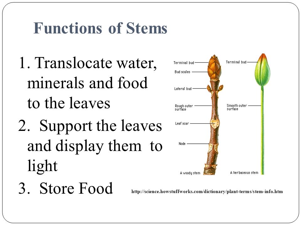 Functions of Stems 1. Translocate water, minerals and food to the leaves 2. Support the leaves and display them to light 3. Store Food