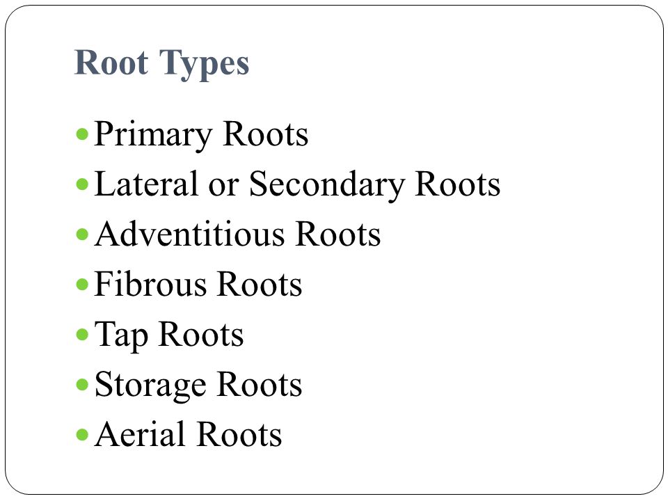 Root Types Primary Roots. Lateral or Secondary Roots. Adventitious Roots. Fibrous Roots. Tap Roots.