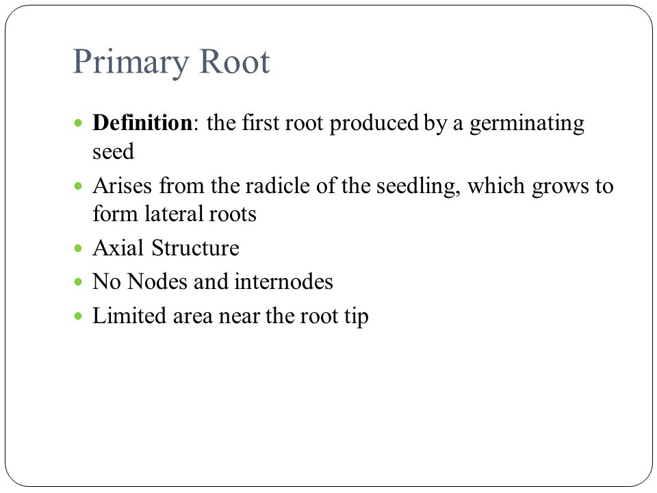 Primary Root Definition: the first root produced by a germinating seed