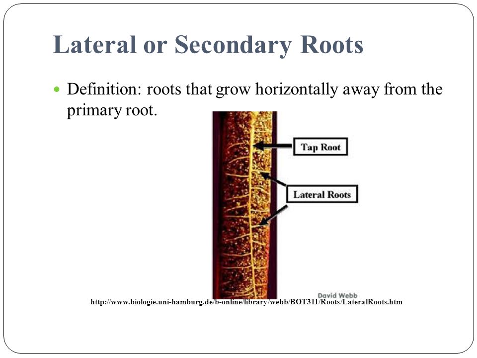 Lateral or Secondary Roots